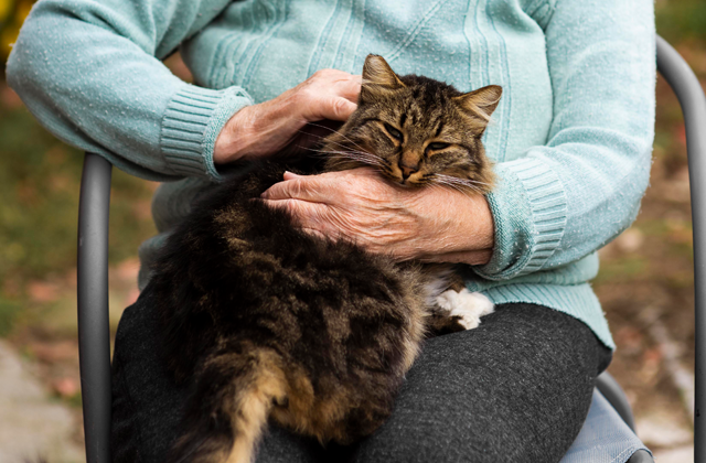 Idosos e animais de estimação – Os benefícios de um pet na terceira idade